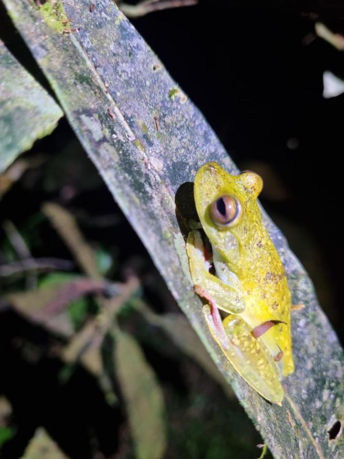 Tortuguero Villas מראה חיצוני תמונה