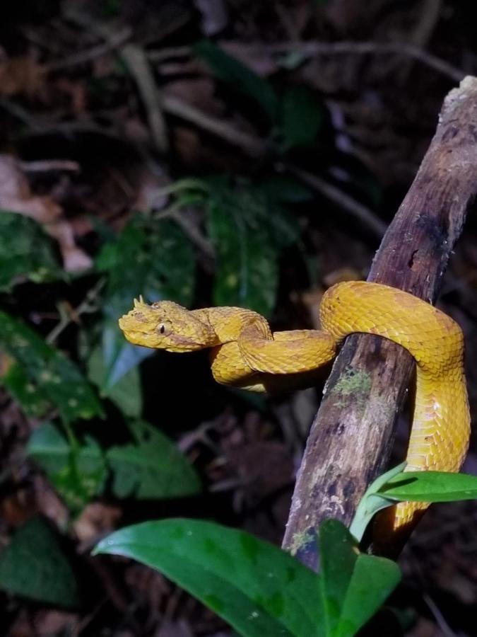 Tortuguero Villas מראה חיצוני תמונה
