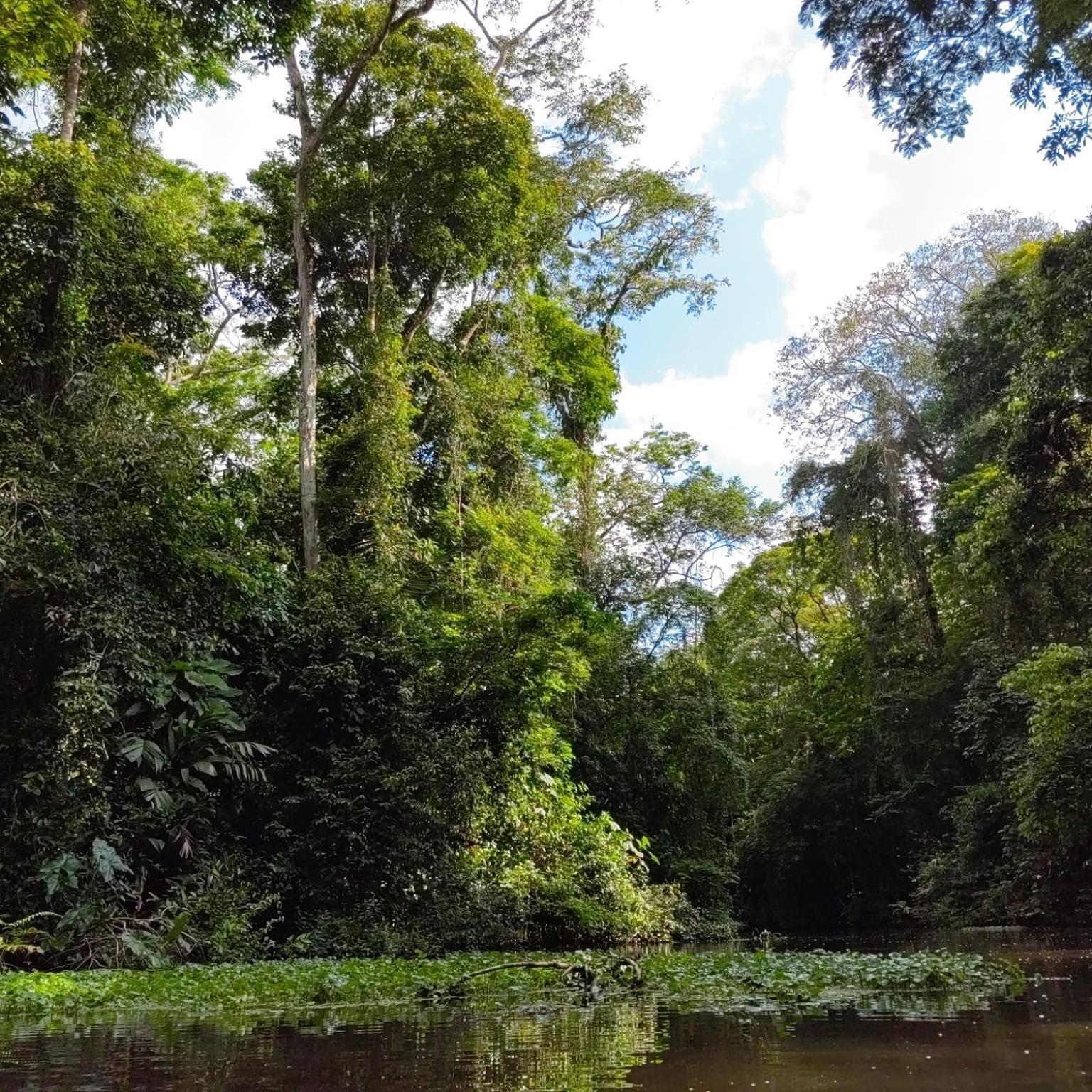 Tortuguero Villas מראה חיצוני תמונה